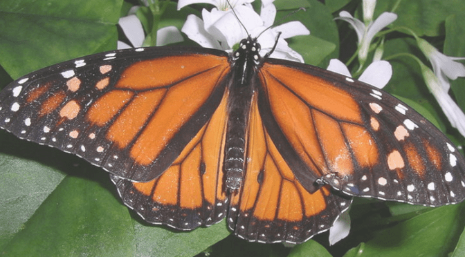 Bei den Monarchfaltern